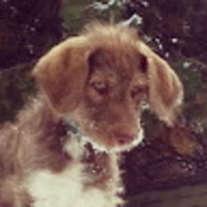 Meet your Posher, Lorelei